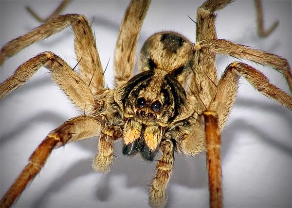 Huntsman
