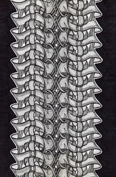spinal cord