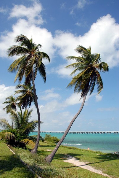 Palm Trees