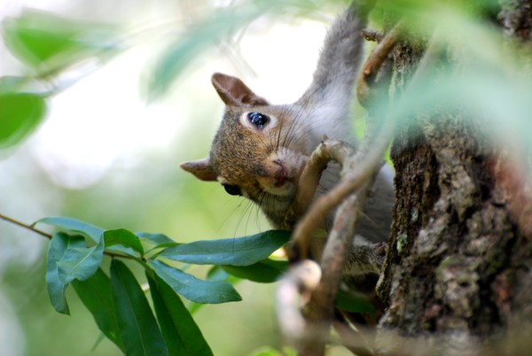 Squirrel Peeping