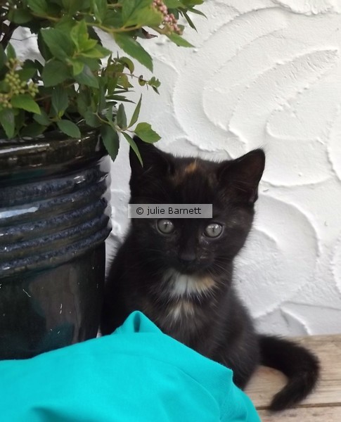 This kitten I am definately keeping…smile
