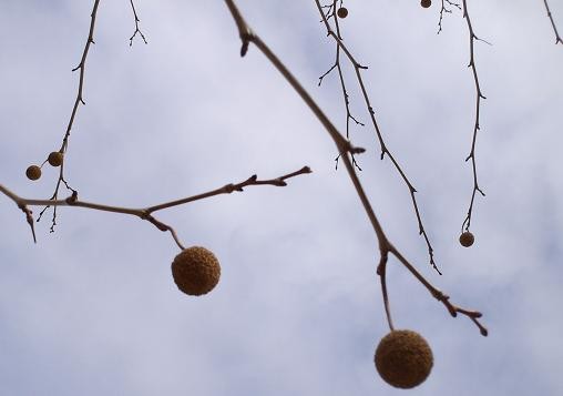 Tree 2