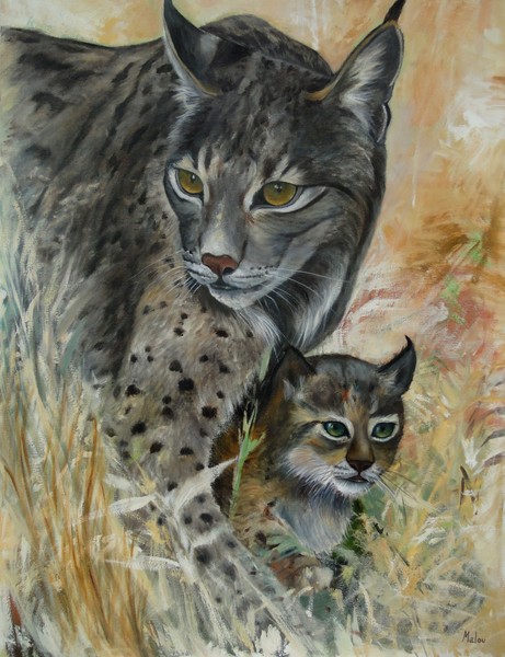 Lince