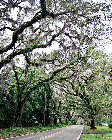 Old Oaks