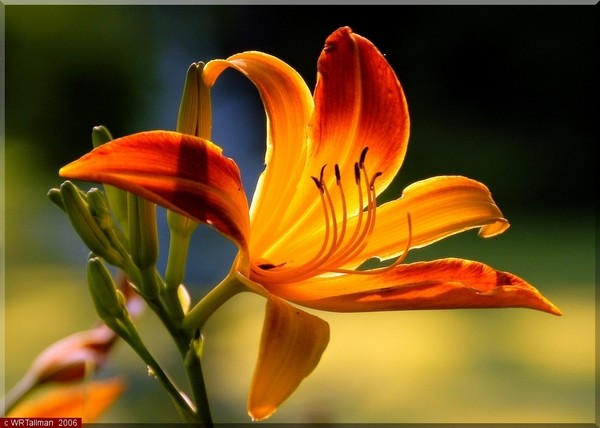 Daylily #2
