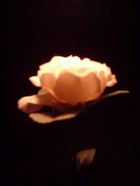 A rose