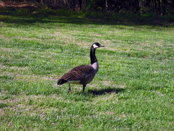 The Great Goose Adventure