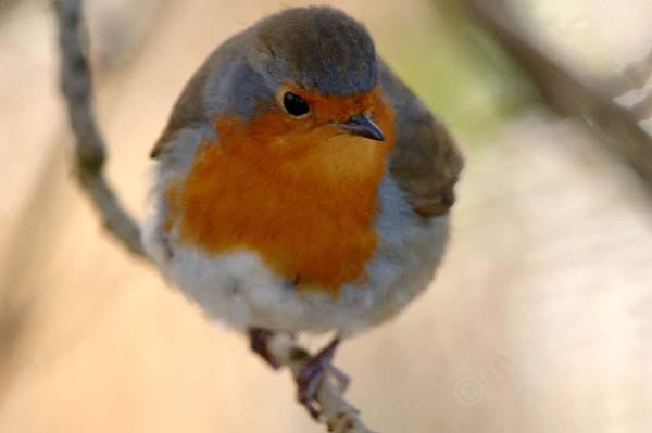 robin