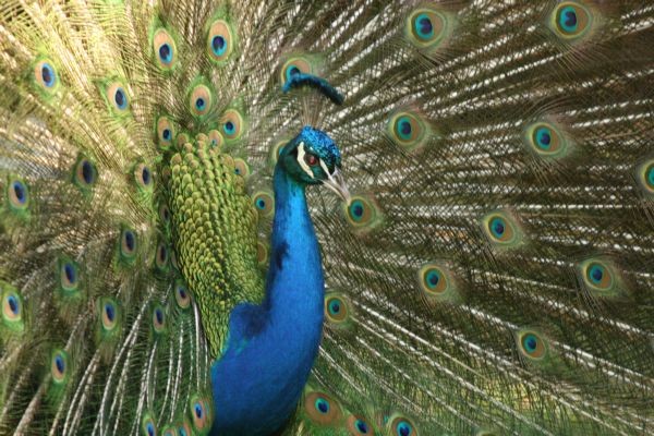 Peacock flare
