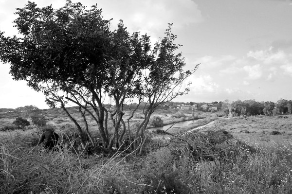 Hadera river
