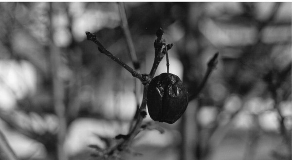 The Solitary Berry