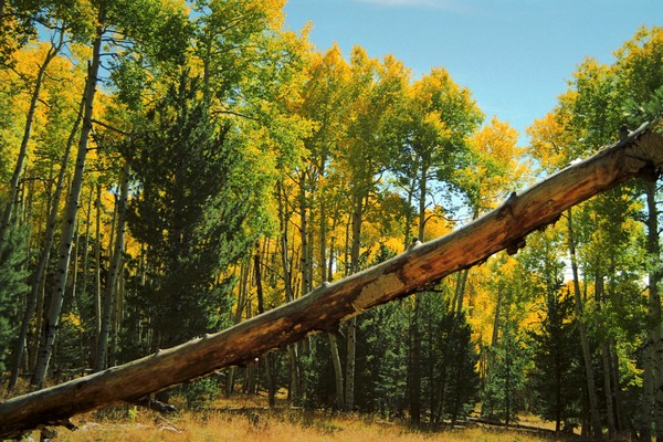 Fallen Tree in the Fall