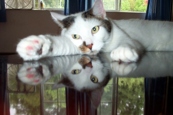 Fender's Reflection