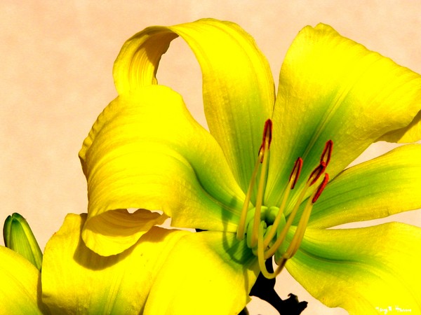 Beautiful Lily