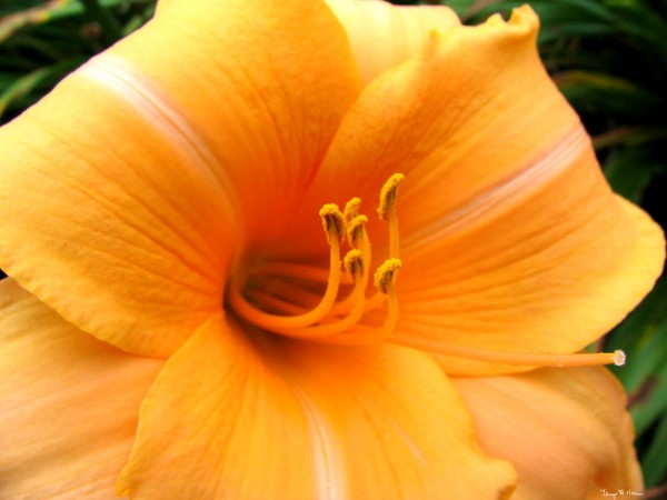 Golden Lily Blossom