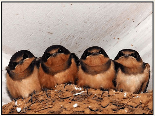 Baby Birds