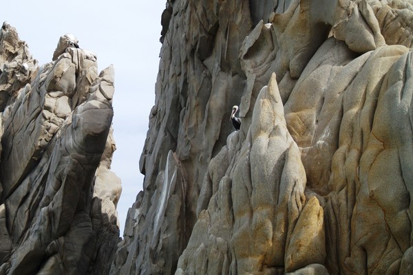 Brown Pelican on the Rocks