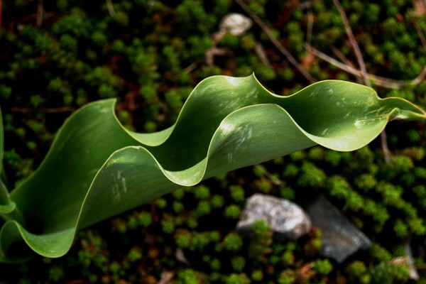 Curly Leafed Tulip