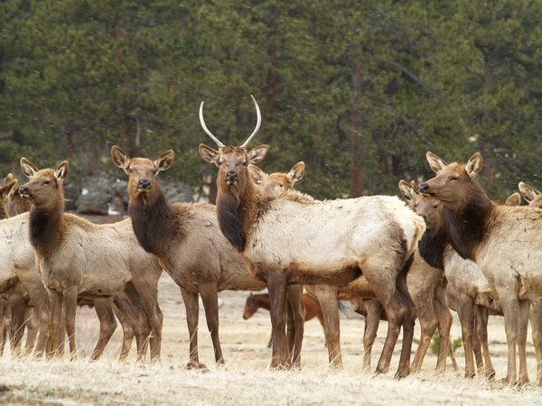 Curious Elk