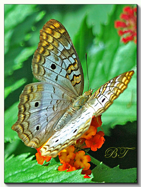 BUTTERFLY Passion