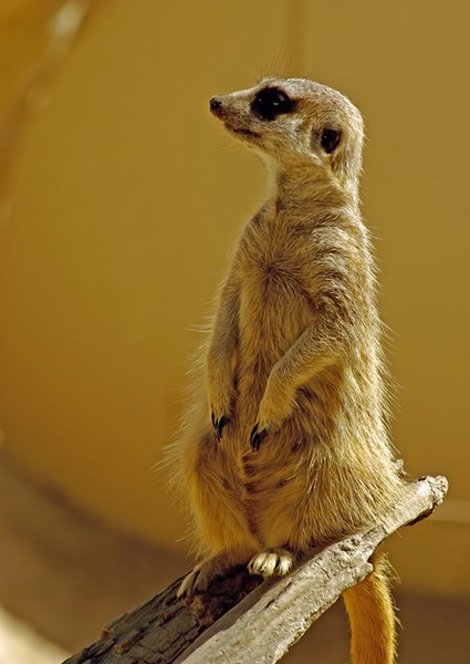 The Watcher.