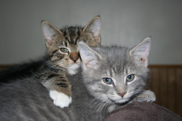 Buds