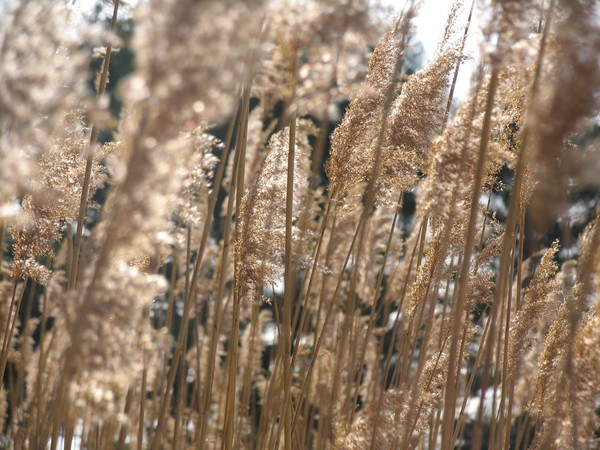 Stalks