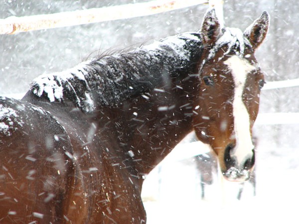Ivy in the snow