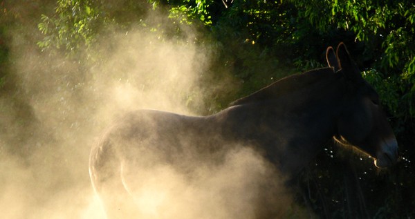 Evening dust bath 3