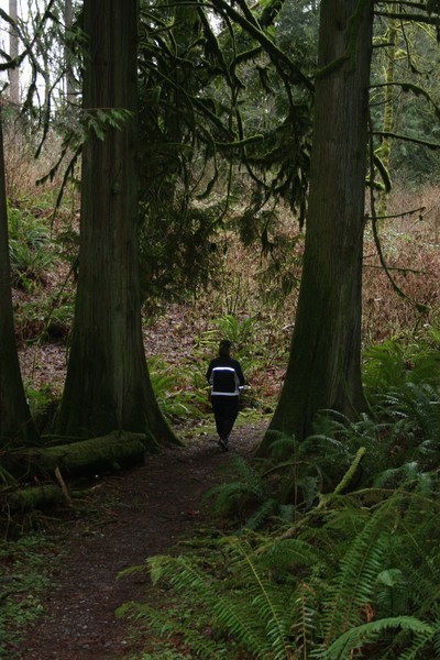 Enchanted Cedar Trees