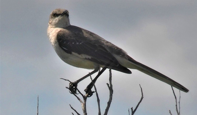 The Mockingbird Looking at you
