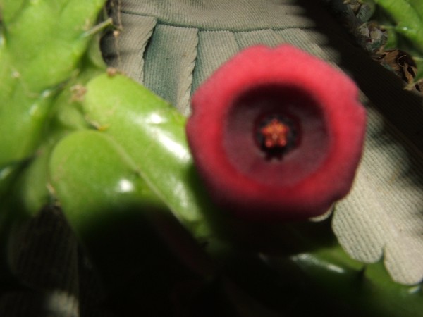 first bloom