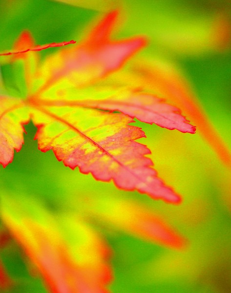 Japanese Maple Leafs Fall Colors