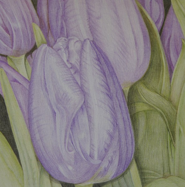 Small lilac tulips
