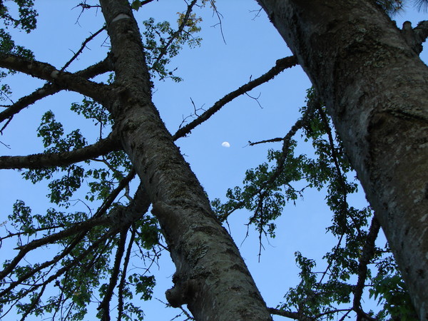 Half Moon