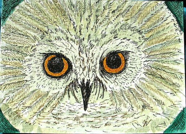 Owl face