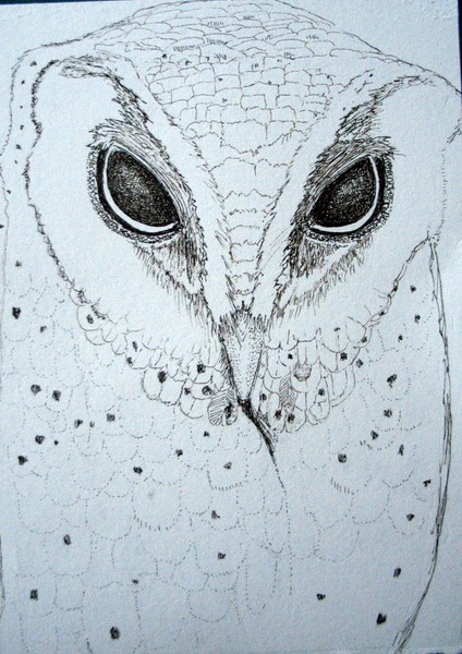 B&W Owl study