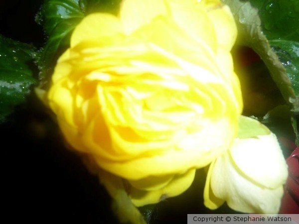 Yellow Rose