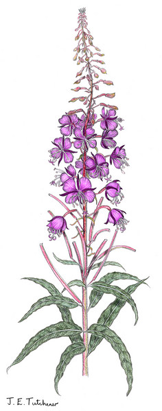 Rosebay Willowherb