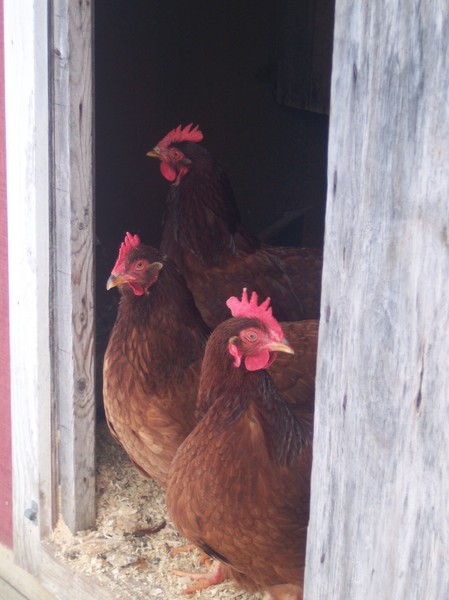 My Three Chickens