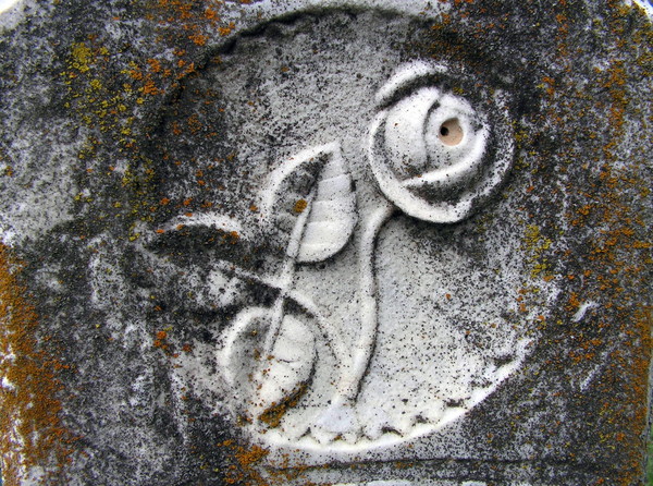 Cemetery Rose