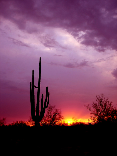 Saguaro Sunset