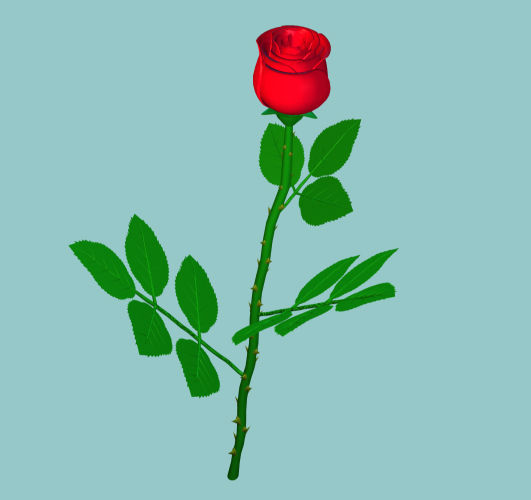 Rose