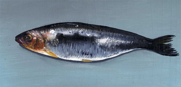 Sardine II
