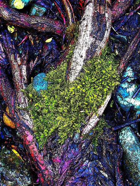 Roots, Moss and Rocks