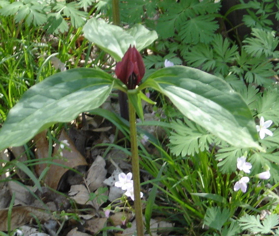 Woodland Wonders