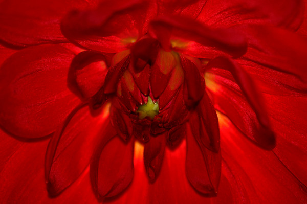 Red Flower