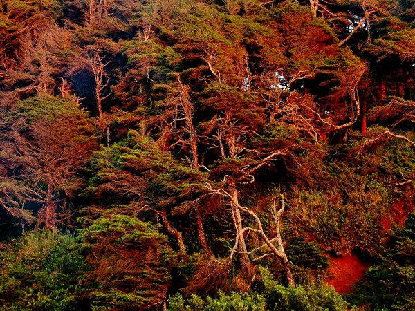 Trees Under Sunset's Steady Influence