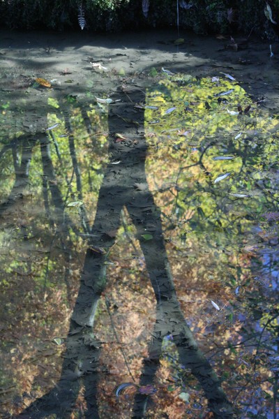 Aroboreal Reflection