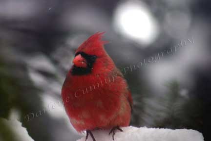 Cardinal